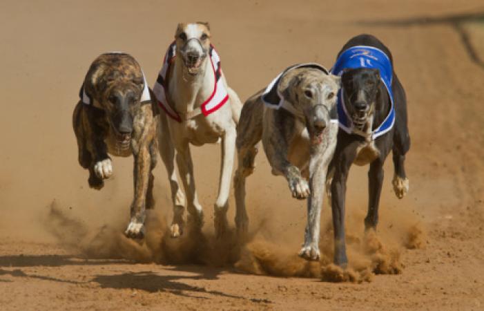 Greyhound Racing