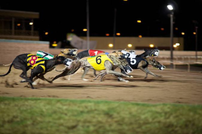 Greyhound Racing - 1